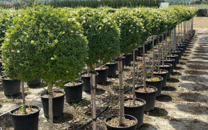 Ligustrum jonandrum